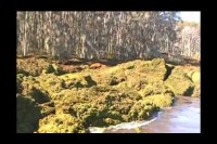 Salvinia Flows Over Spillway