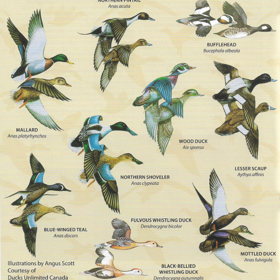Common Waterfowl Louisiana Bayou Ducks